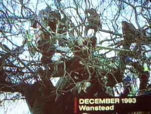 Wanstead George Green's chestnut tree squatters